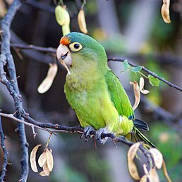 Аратинга мексиканський (Eupsittula canicularis)