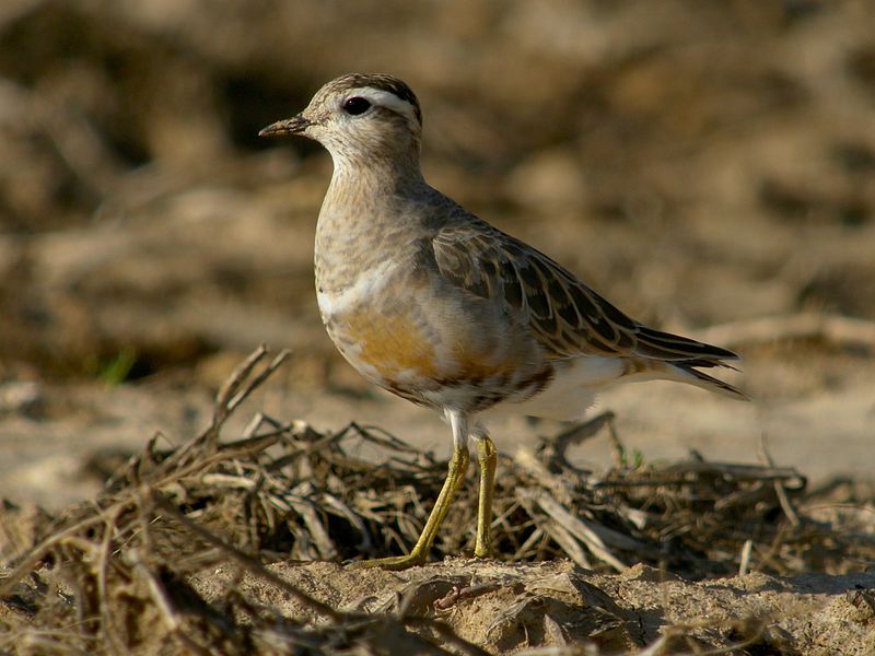 File:Eurasian Dotterel (Charadrius morinellus), Boneffe, Belgium (4919408506).jpg