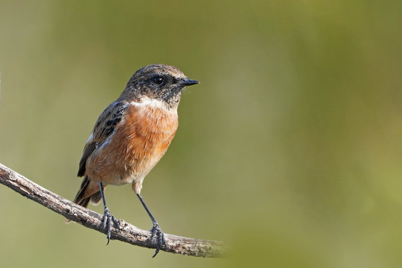 File:European Stonechat imported from iNaturalist photo 324558597 on 7 March 2024.png