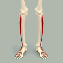Muscolo estensore lungo delle dita - animazione 2.gif
