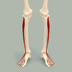 Muscle extenseur des orteils longus - animation 2.gif