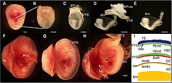 Muisembryo. Extra-embryonale lagen. AmEc: vruchtzakectoderm; AmM: vruchtzakmesoderm; AC: vruchtzak; EC: exocoelomische holte; Em: embryo; ExM: extra-embryonaal mesoderm; PEnd: pariëtaal endoderm; RM: membraan van Reichert ; TE: trofoblast; VEnd: visceraal endoderm; YSC: dooierzakholte.