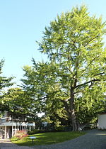 Vorschaubild für Ginkgo in Rödelheim