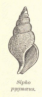 <i>Colus pygmaeus</i> Species of gastropod