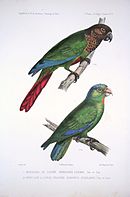 Zelena papiga s plavim vrhovima krila. Mužjaci imaju crveni rep i donju stranu sa smeđom glavom i vratom