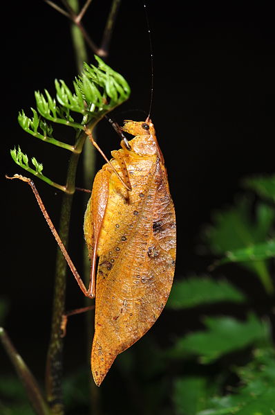 File:False leaf katydid (9557887580).jpg