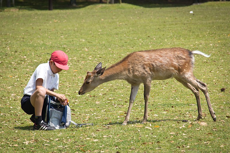 File:Feeding deer, Nara; May 2012.jpg