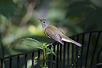 Thumbnail for File:Female American Redstart.jpg