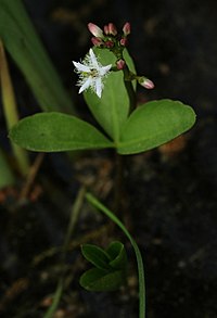 Močvarna trolistica, (Menyanthes trifoliata)