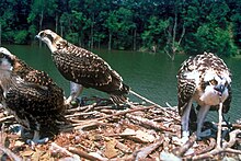 Nido de águila pescadora.