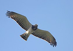 Flickr - Rainbirder - Beaudouin's Snake-Eagle.jpg