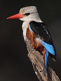 Grey-headed kingfisher Species of bird