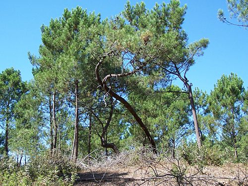 Forest of la Coubre things to do in Île d'Oléron