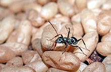 F. accreta worker, with cocoons Formica accreta, with cocoons.jpg