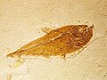 Fosilă de pește din Cretacic.