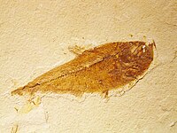 Fossil Actinopterygian.jpg