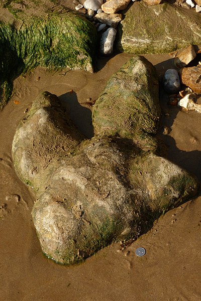File:Fossilised dinosaur footprint at Compton Bay 2.jpg