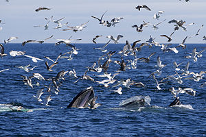 Four humpbacks feeding at Stellwagen Bank Four Humpbacks Feeding AdF.jpg