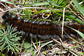 Fox Moth (Macrothylacia rubi) mature caterpillar (10254299775).jpg