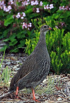 Francolinus capensis -Kirstenbosch National Botanical Garden, Africa de Sud-8.jpg