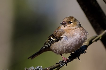 ♀ Fringilla coelebs (Common Chaffinch)