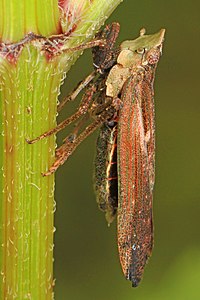 Poiocerinae