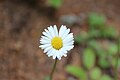 * Nomination Bellis perennis --Steinsplitter 09:19, 13 June 2013 (UTC) * Decline Nothing is sharp. Even not at 50% --Tuxyso 09:27, 13 June 2013 (UTC)