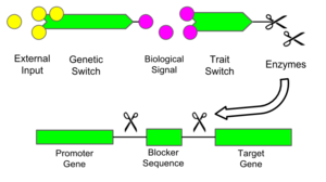 GURT process diagram.png