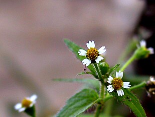 <center>Galinsoga quadriradiata</center>