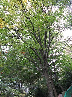 <i>Gamblea</i> Genus of flowering plants