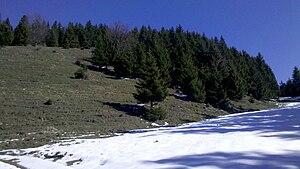 Gassler Berg with Berger-Alm from the south