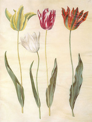 Hans-Simon Holtzbecker tarafından Gottorfer Kodeksinden bahçe lalesinin (Tulipa gesneriana) çizimi