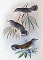 Lord-Howe-Gerygone aus Gregory Mathews: Birds of Australia 1910–1928