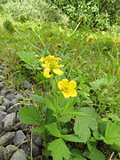 まばらに分枝した先に1個の花をつける。