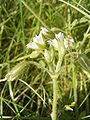 Šwižny bělenk (Cerastium holosteoides, dichazij)