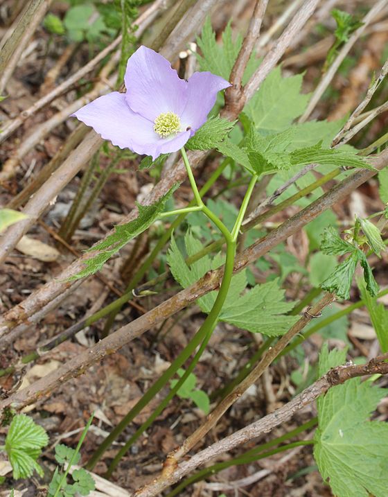 送料無料・選べる4個セット 山野草 絶滅危惧種 八重咲 シラネアオイ E