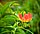 Gloriosa Lily, Ethiopia (15740912399).jpg
