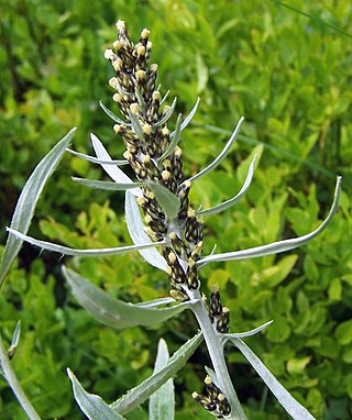 <i>Omalotheca norvegica</i> Species of flowering plant