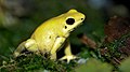 Золотая ядовитая лягушка-дротик Phyllobates terribilis.jpg