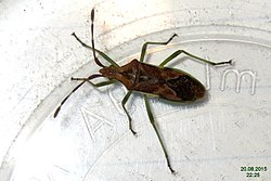 Gonocerus juniperi (NH266) (24264707443).jpg