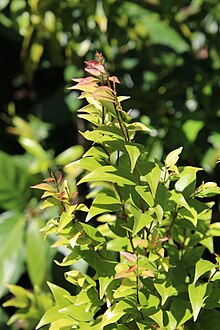 Gossia floribunda Sydney.jpg 