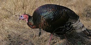 Gould Wild turkey.jpg