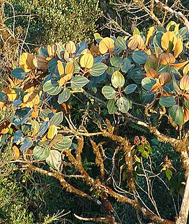 <i>Graffenrieda</i> genus of plants