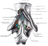 Labeled illustrations of the gross anatomy of the vulva