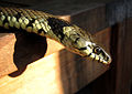 Grass snake on garden table