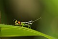 Grasshopper BN3Q2767.jpg