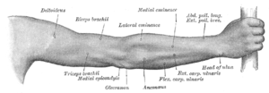 Højre arms bagside.