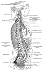 Thumbnail for Superior hypogastric plexus