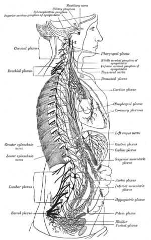 Abdomen: Origen embrionario, Órganos abdominales, Clasificación de las vísceras abdominales