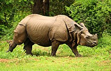 Great-Indian-one-horned-rhinoceros-at-Kaziranga-national-park-in-Assam-India.jpg